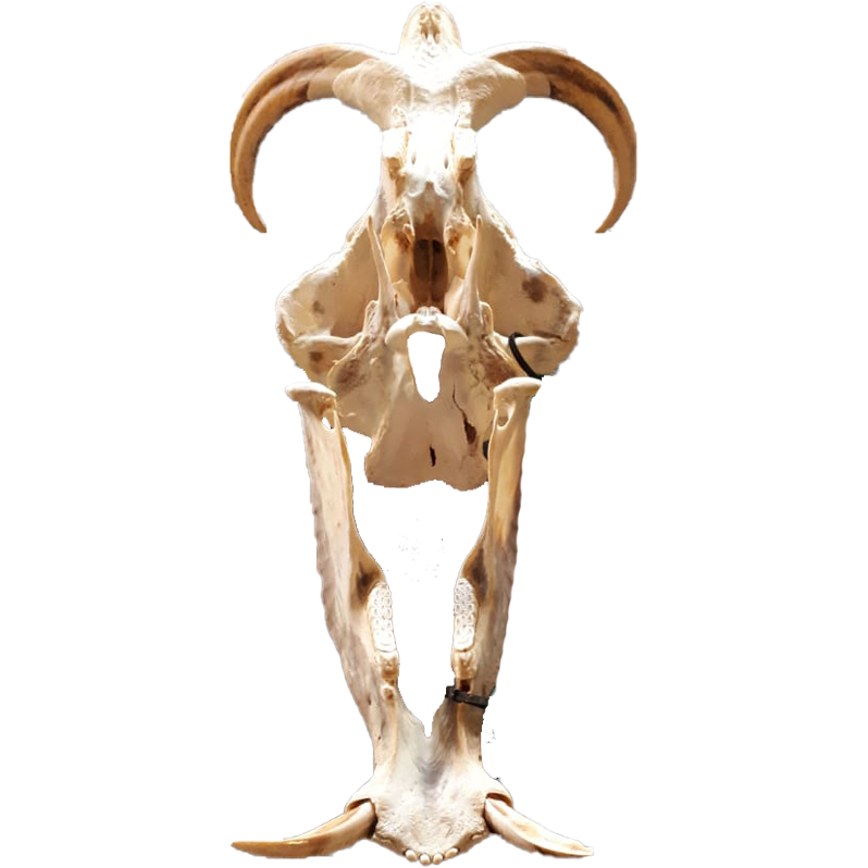 Warthog Skull - WS104 - Image 5
