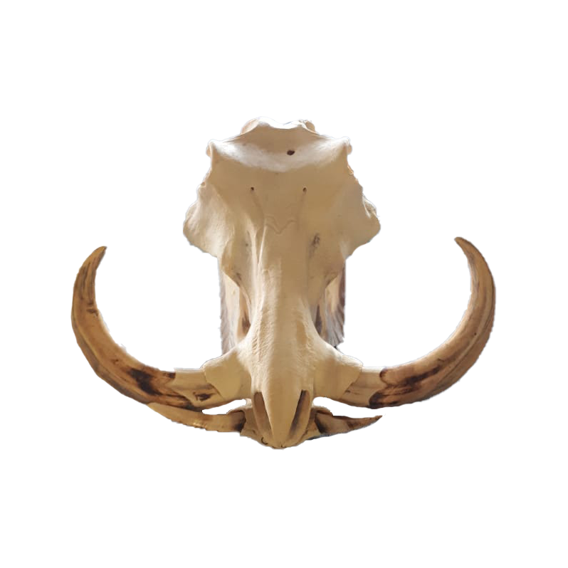 Warthog Skull - WS104
