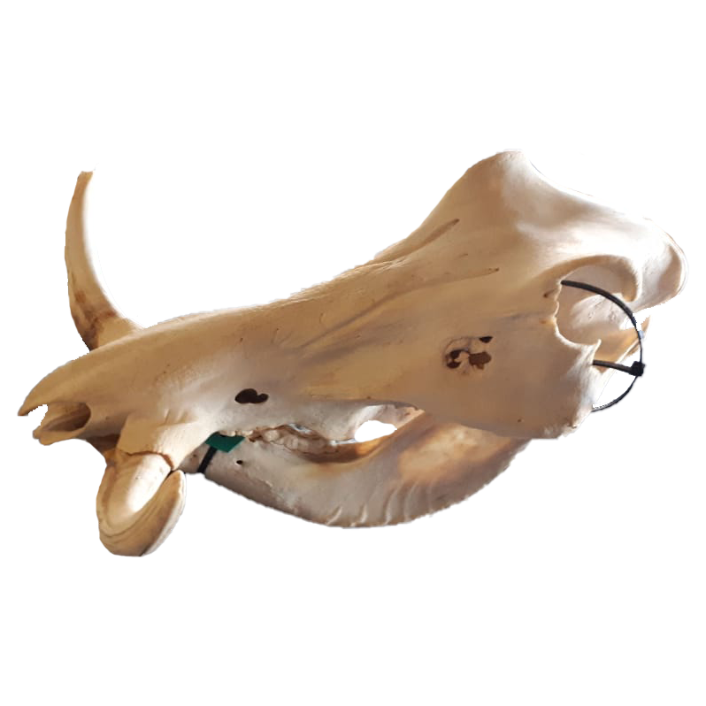 Warthog Skull - WS106 - Image 2