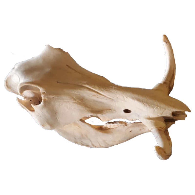 Warthog Skull - WS106 - Image 3