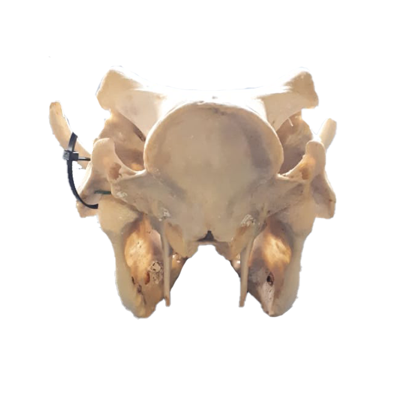 Warthog Skull - WS106 - Image 4