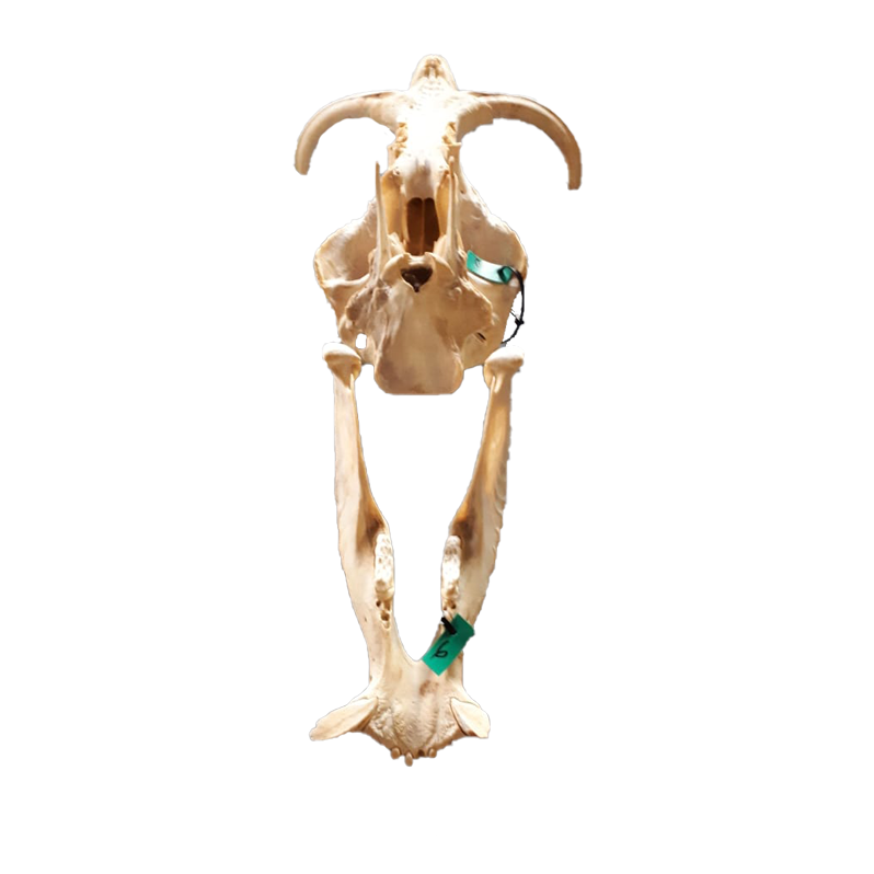 Warthog Skull - WS106 - Image 5