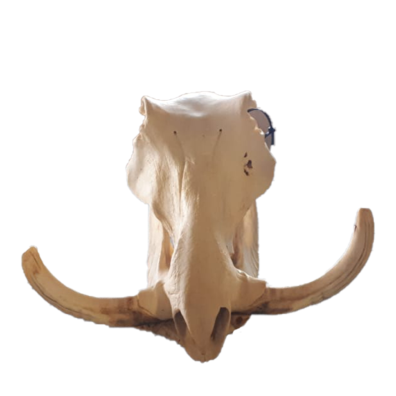 Warthog Skull - WS106