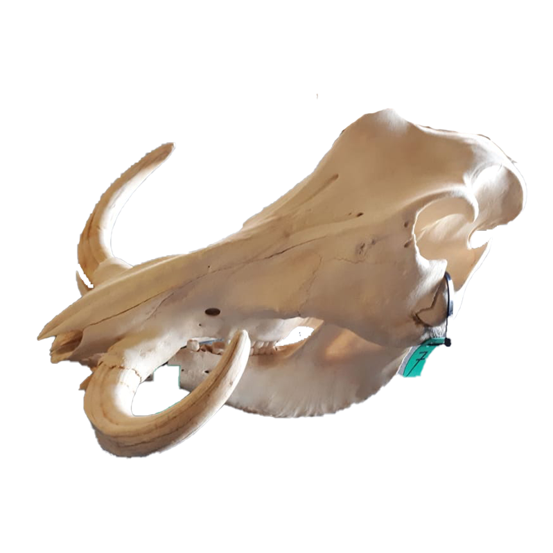 Warthog Skull - WS107 - Image 2