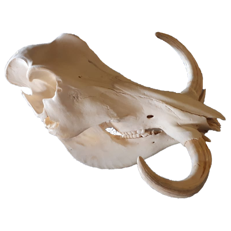 Warthog Skull - WS107 - Image 3