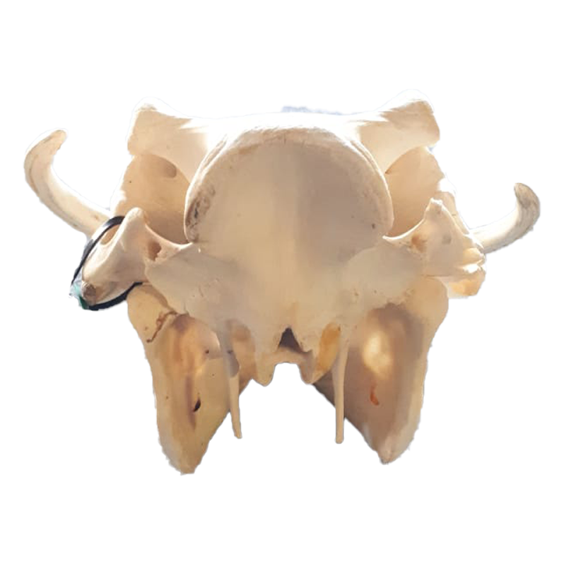 Warthog Skull - WS107 - Image 4