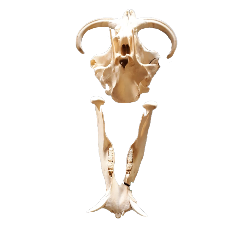 Warthog Skull - WS107 - Image 5
