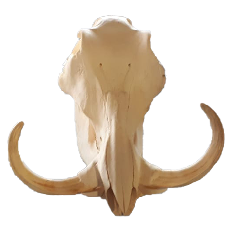 Warthog Skull - WS107