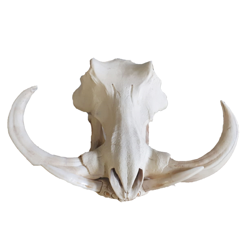 Warthog Skull - WS100