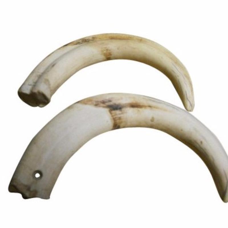 Warthog Tusk WT1