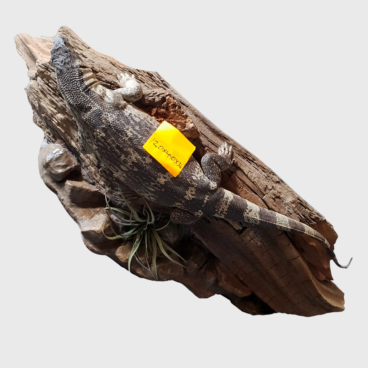 Water Monitor Full Mount WM02 - Image 3