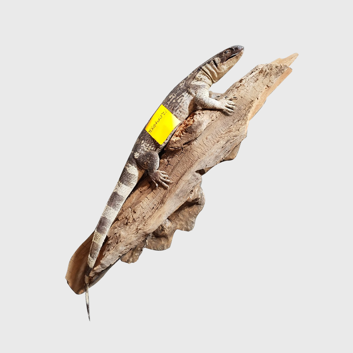 Water Monitor Full Mount WM02