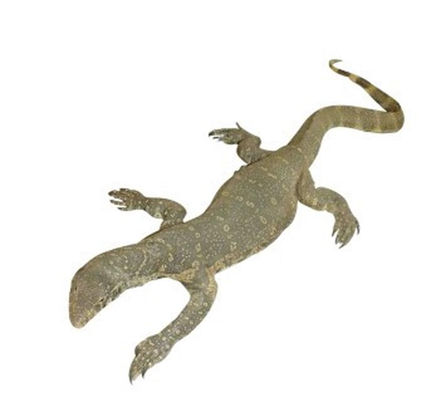 Water Monitor WM1