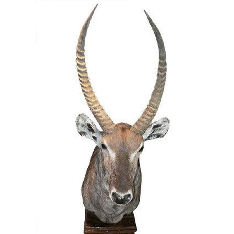 Waterbuck Pedestal WP1 - Image 2