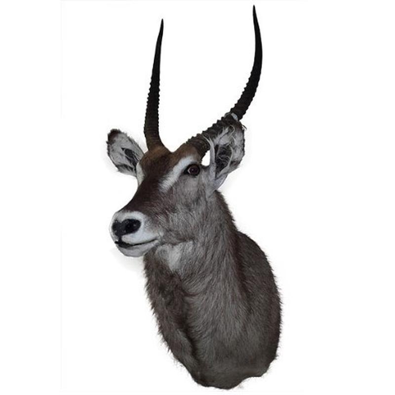 Waterbuck Shoulder Mount WBC01 - Image 2