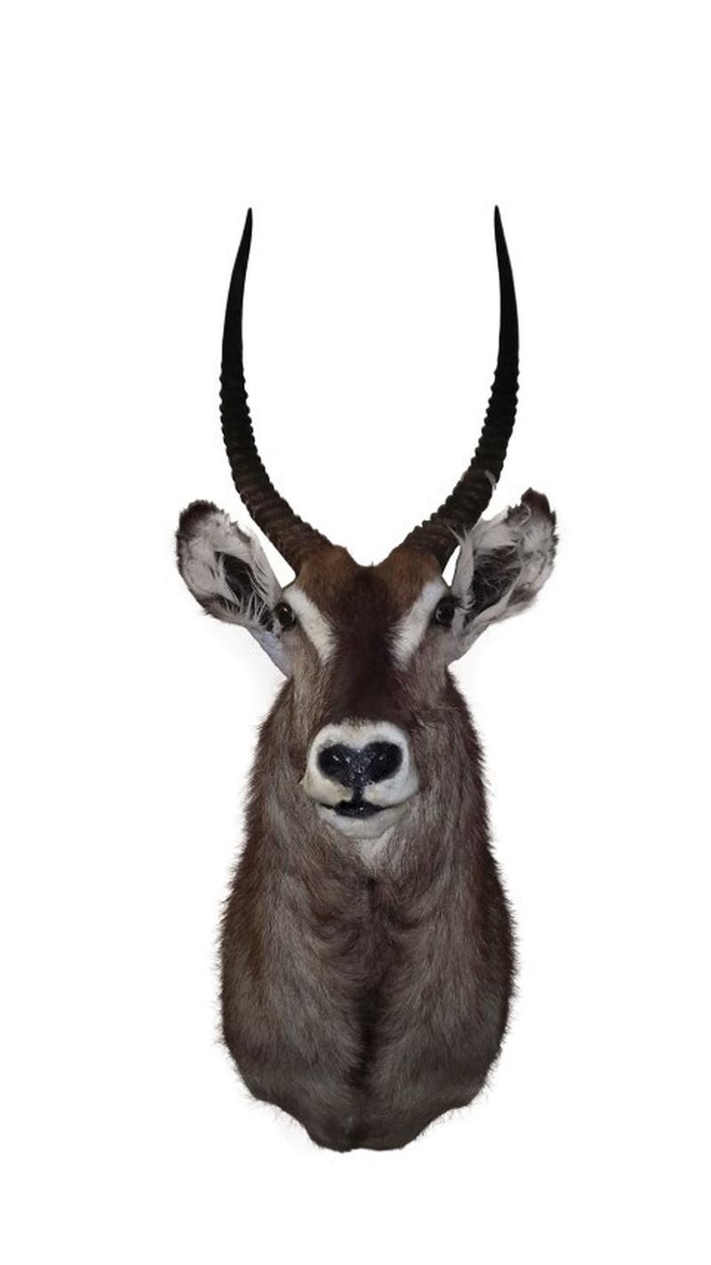 Waterbuck Shoulder Mount WBC01 - Image 3