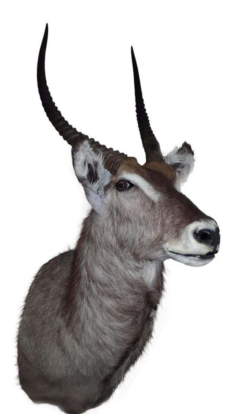 Waterbuck Shoulder Mount WBC01 - Image 4