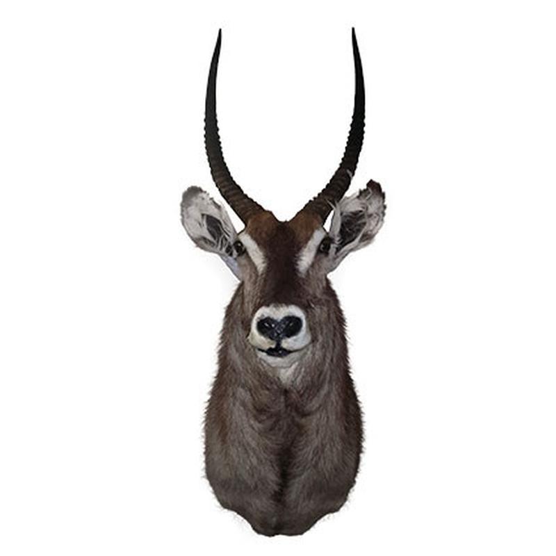 Waterbuck Shoulder Mount WBC01