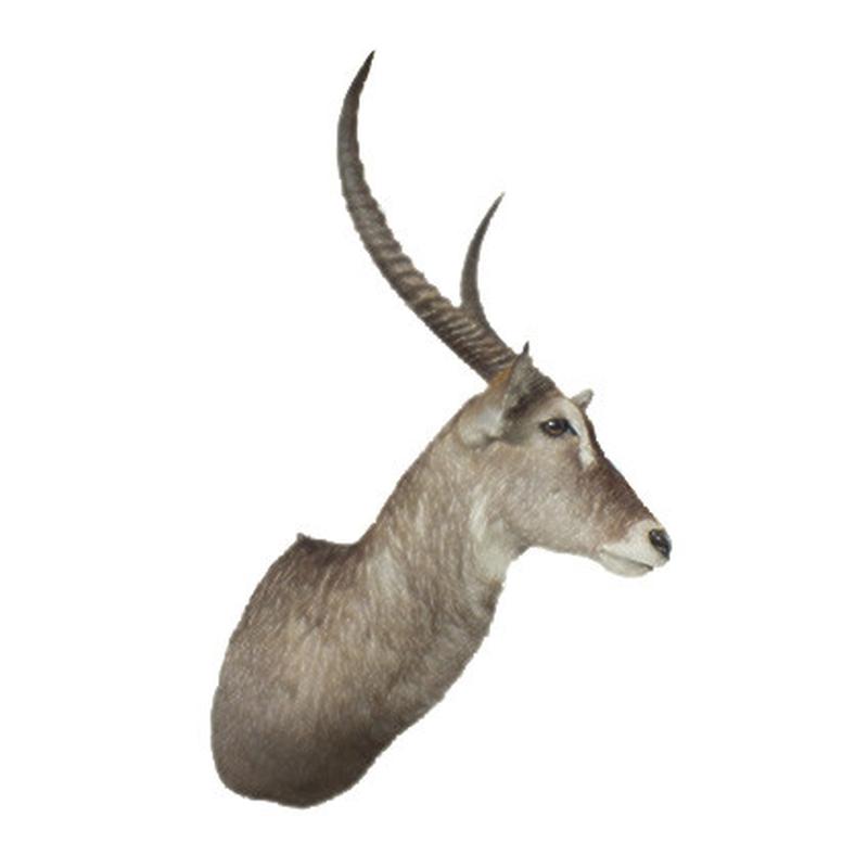 Waterbuck Shoulder Mount WBS04 - Image 3
