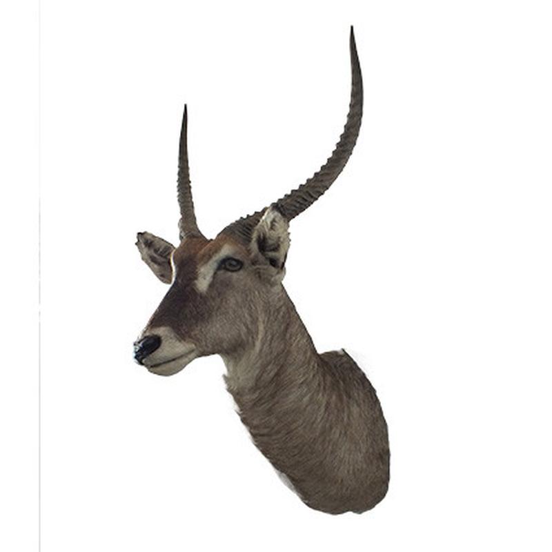 Waterbuck Shoulder Mount WBS04 - Image 4