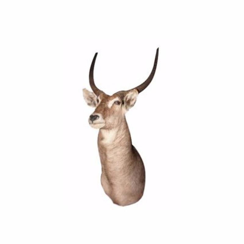 Waterbuck Shoulder Mount WBS1