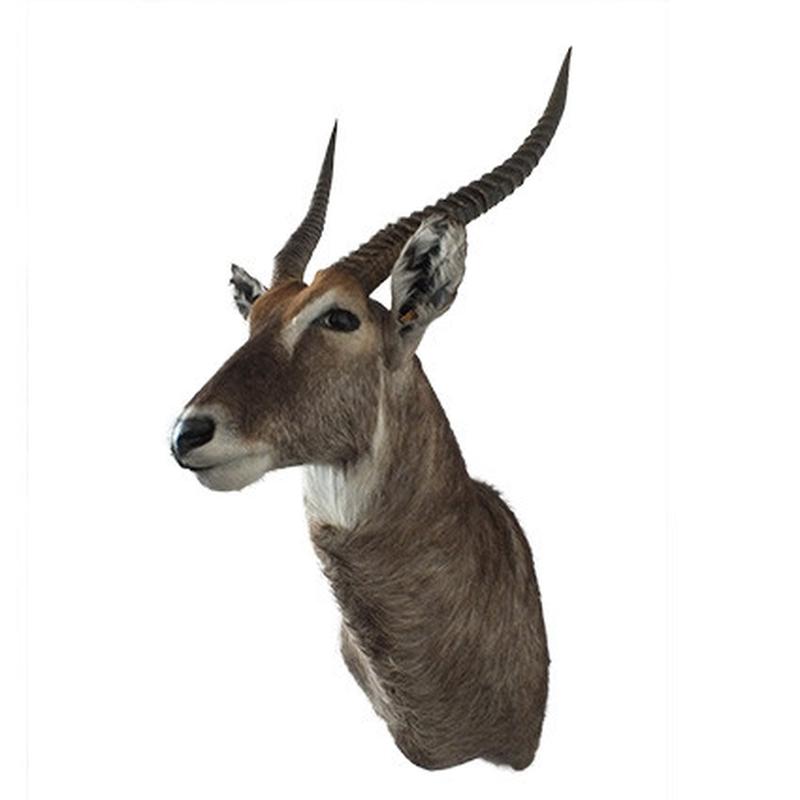 Waterbuck Shoulder Mount WBSH02 - Image 2