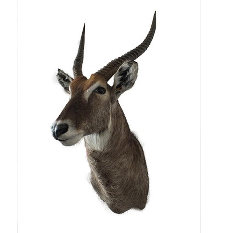 Waterbuck Shoulder Mount WBSH02 - Image 3