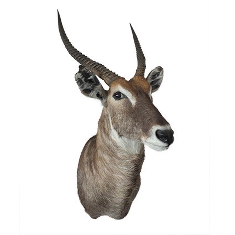 Waterbuck Shoulder Mount WBSH02 - Image 5