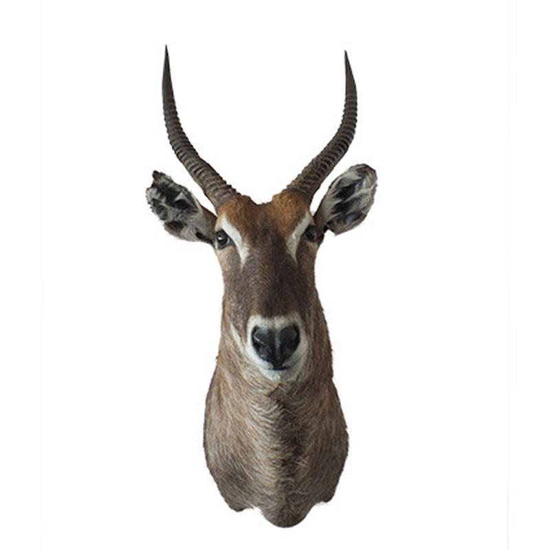 Waterbuck Shoulder Mount WBSH02