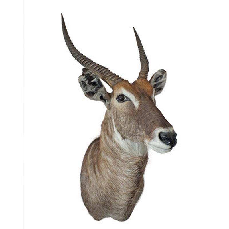Waterbuck Shoulder Mount WBSM02 - Image 2