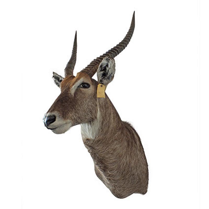Waterbuck Shoulder Mount WBSM02 - Image 4