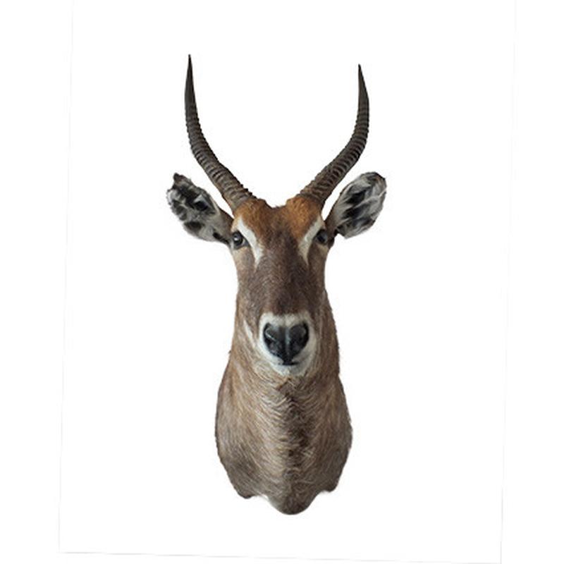 Waterbuck Shoulder Mount WBSM02