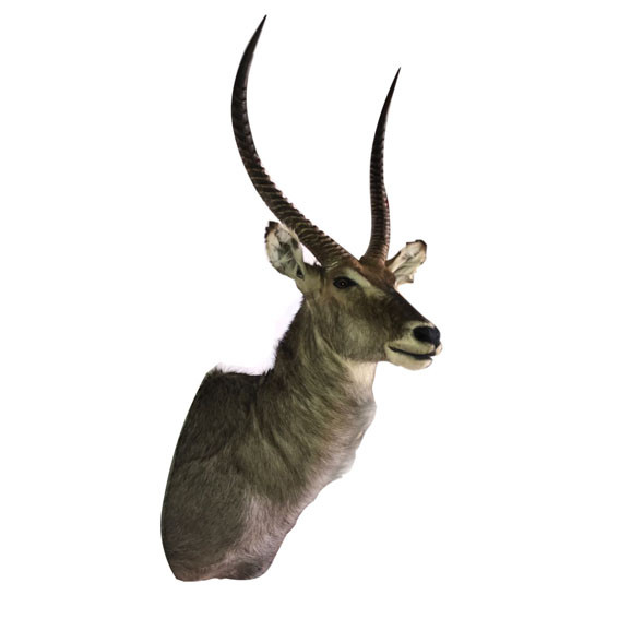 Waterbuck Shoulder Mount WBSM022 - Image 2