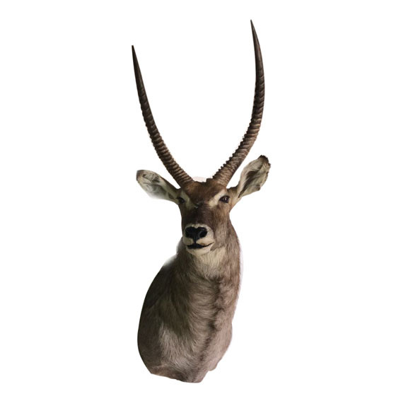 Waterbuck Shoulder Mount WBSM022