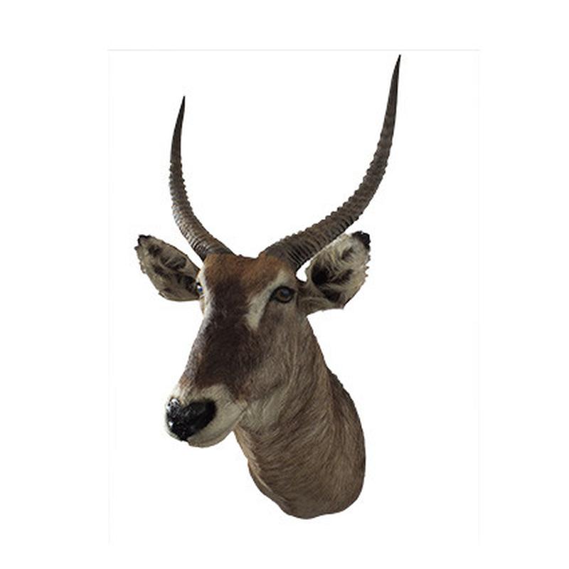 Waterbuck Shoulder Mount WBSM04 - Image 3