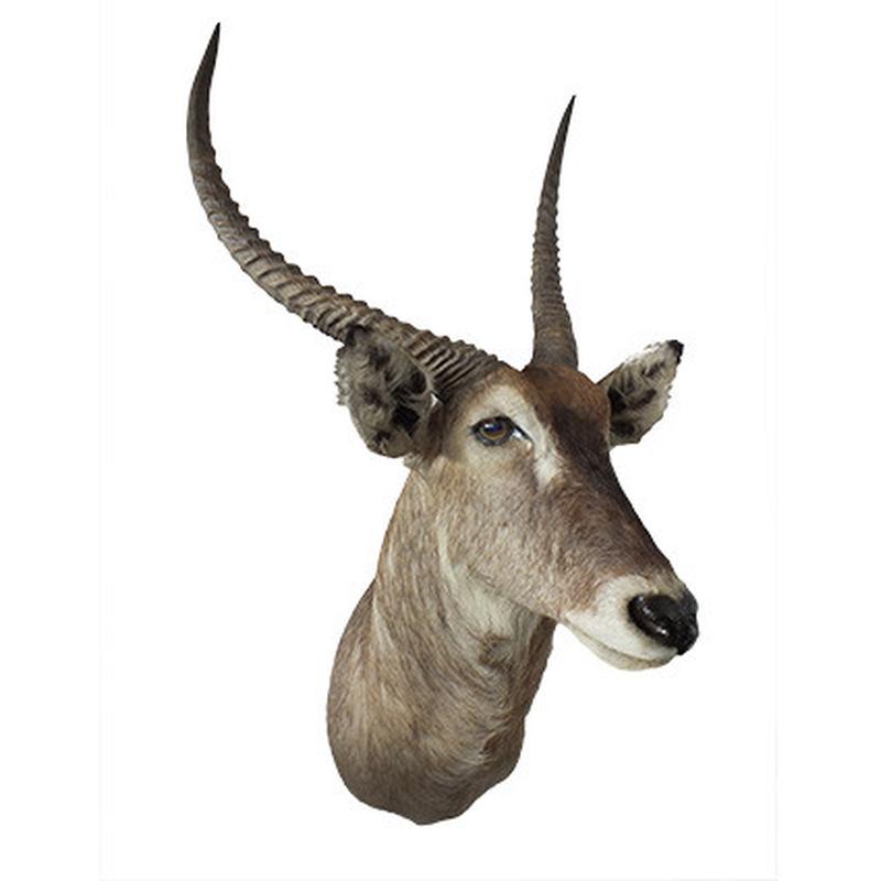 Waterbuck Shoulder Mount WBSM04 - Image 4