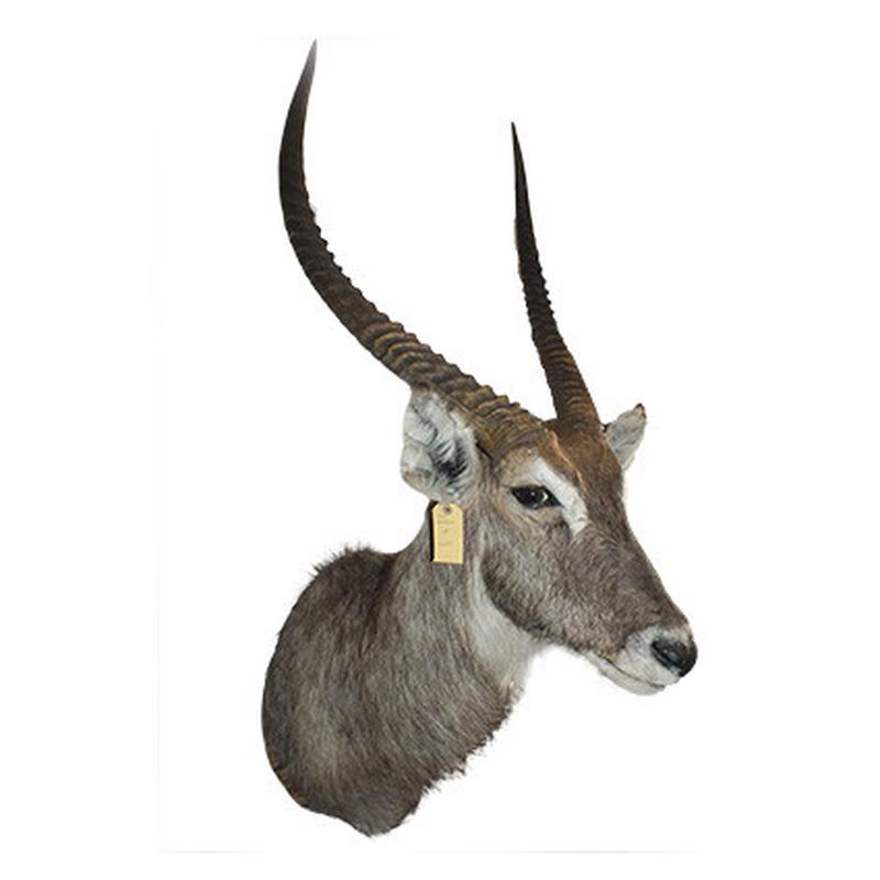 Waterbuck Shoulder Mount WBSM44 - Image 3