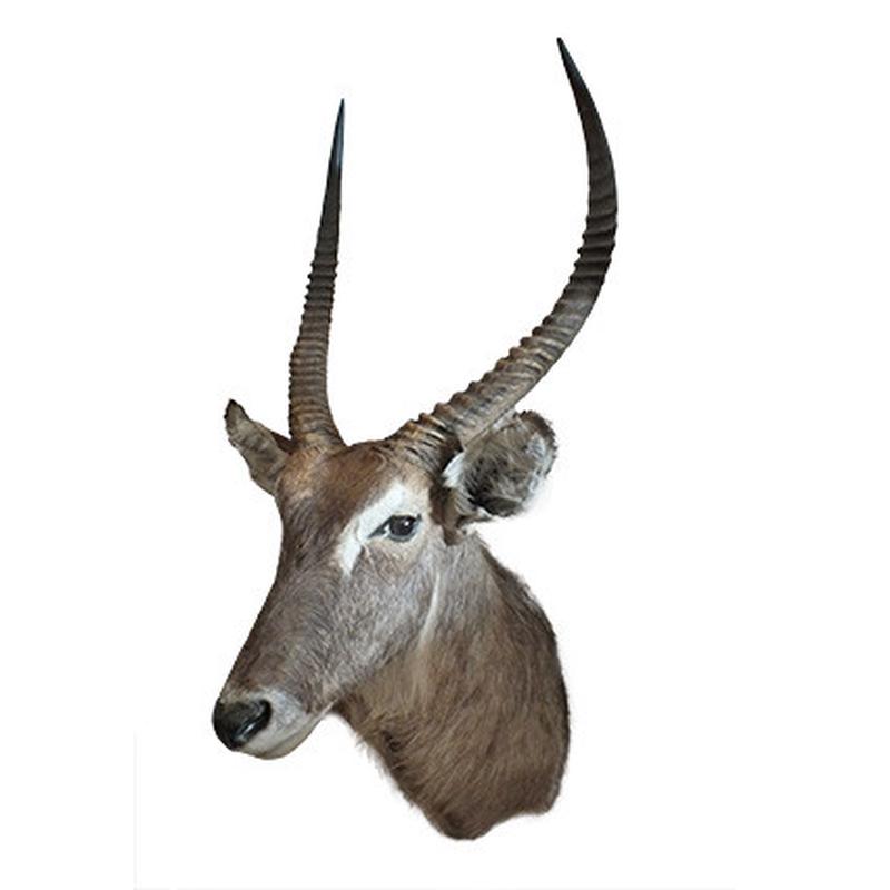 Waterbuck Shoulder Mount WBSM44 - Image 4
