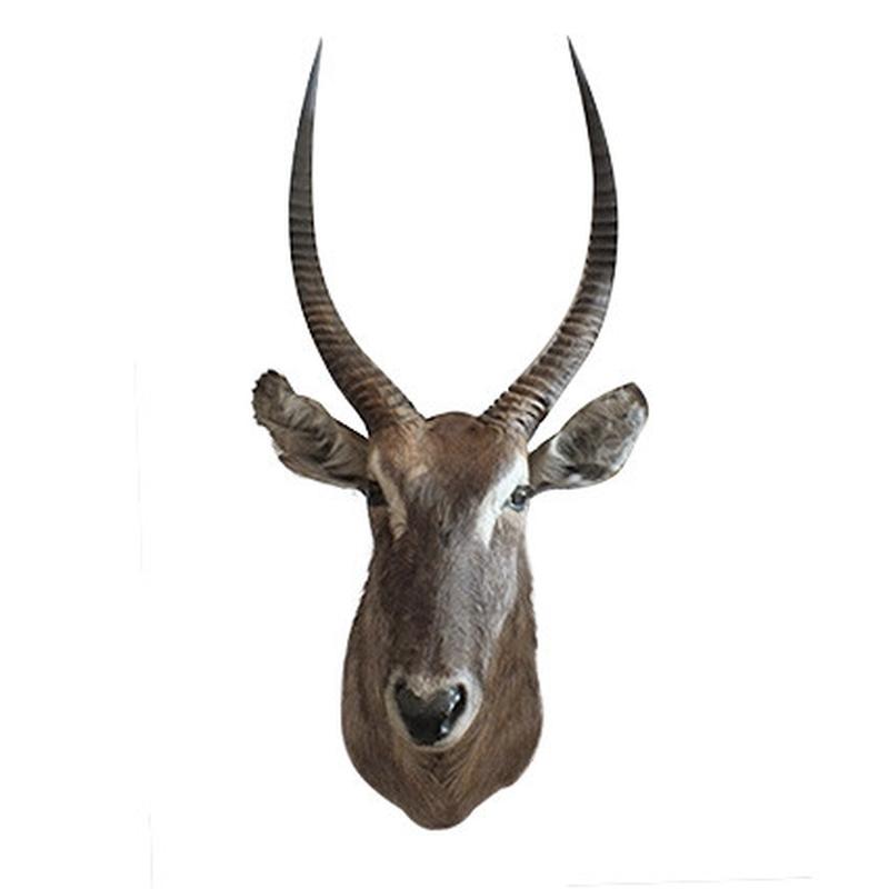 Waterbuck Shoulder Mount WBSM44