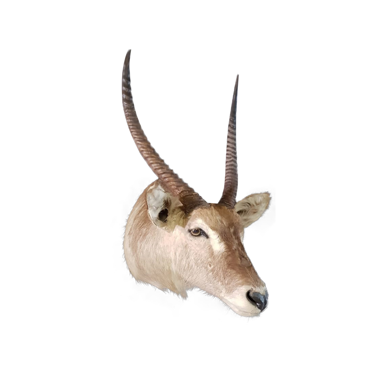 WATERBUCK SHOULDER MOUNT WSM3A - Image 2