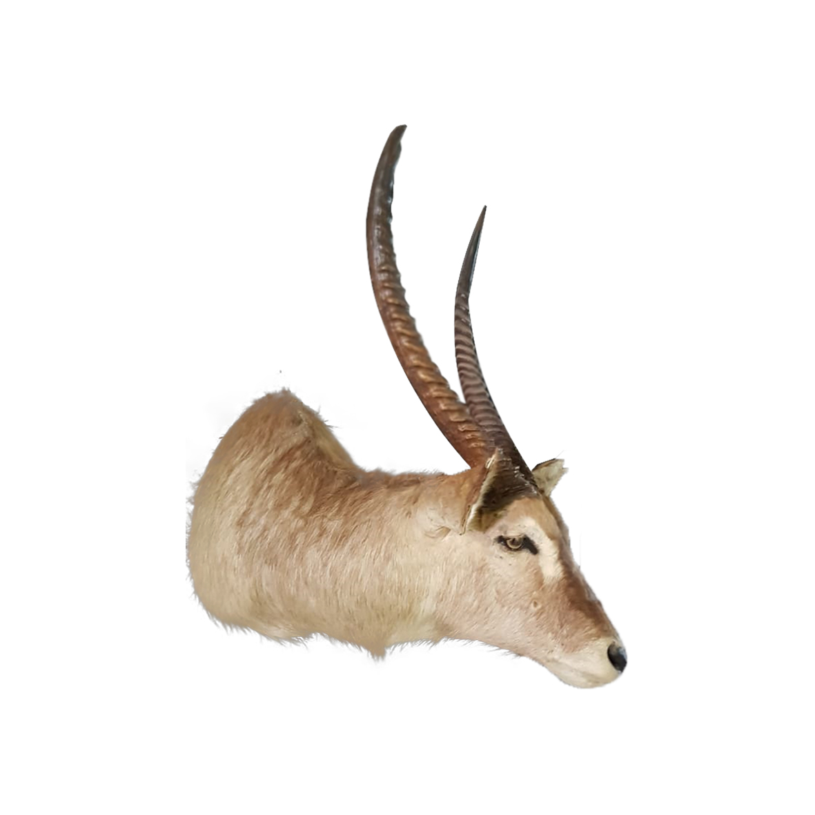 WATERBUCK SHOULDER MOUNT WSM3A - Image 3