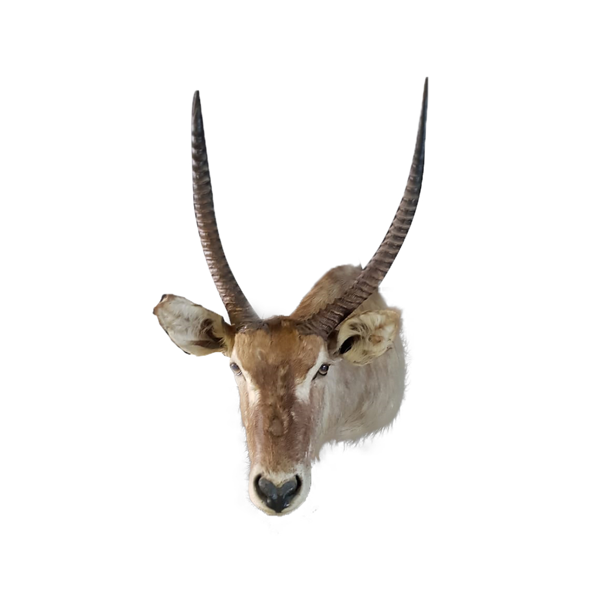 WATERBUCK SHOULDER MOUNT WSM3A