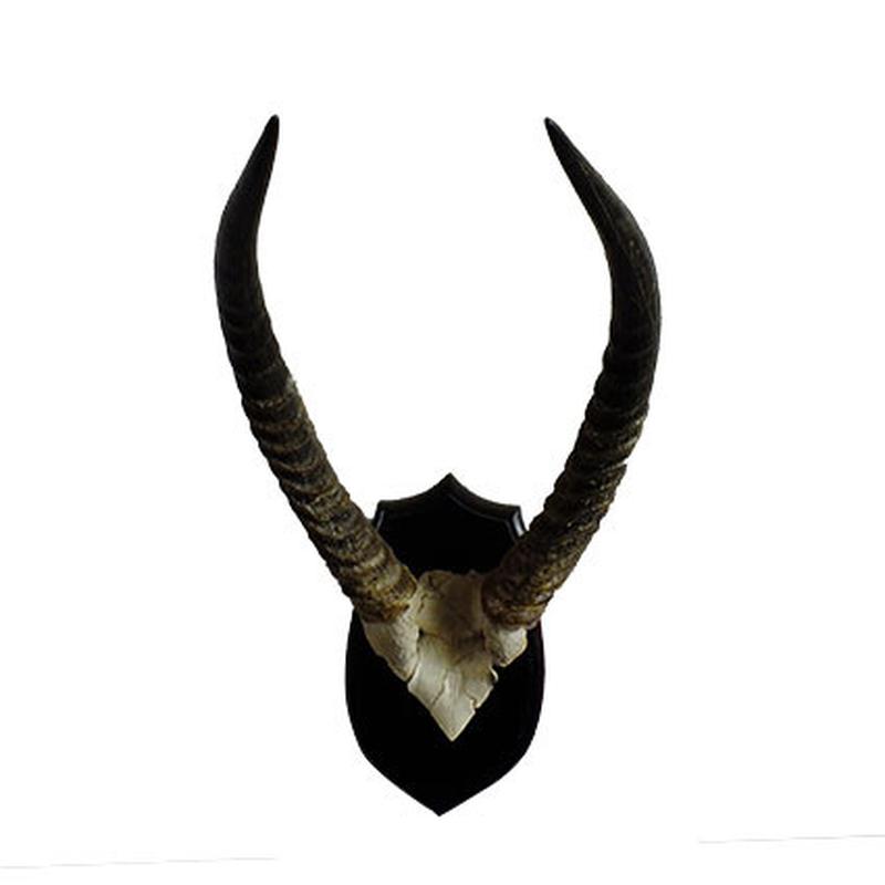 Waterbuck Skull Mount WS01