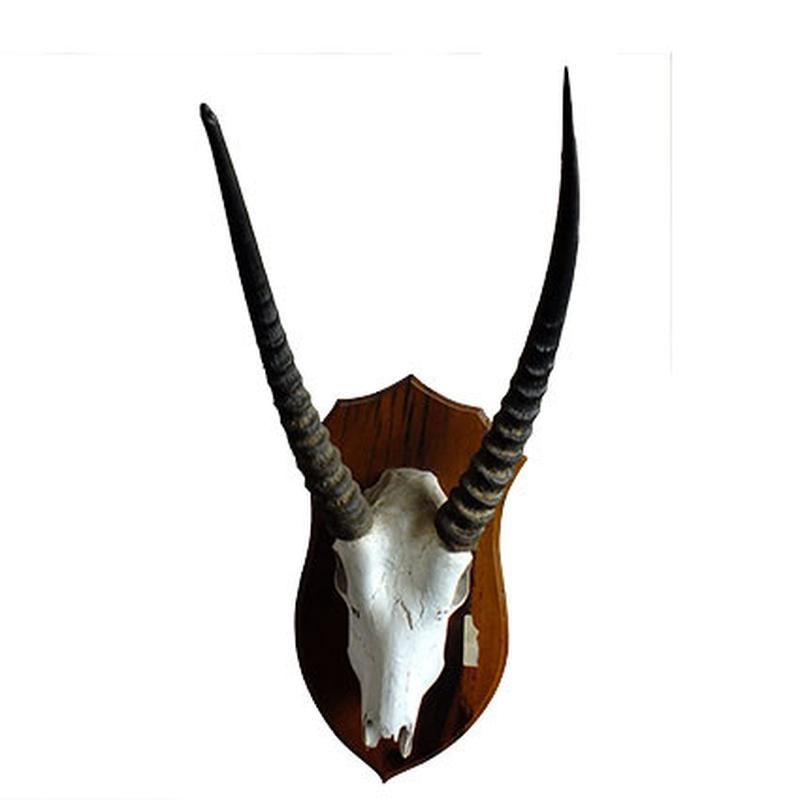 Waterbuck Skull Mount WS02