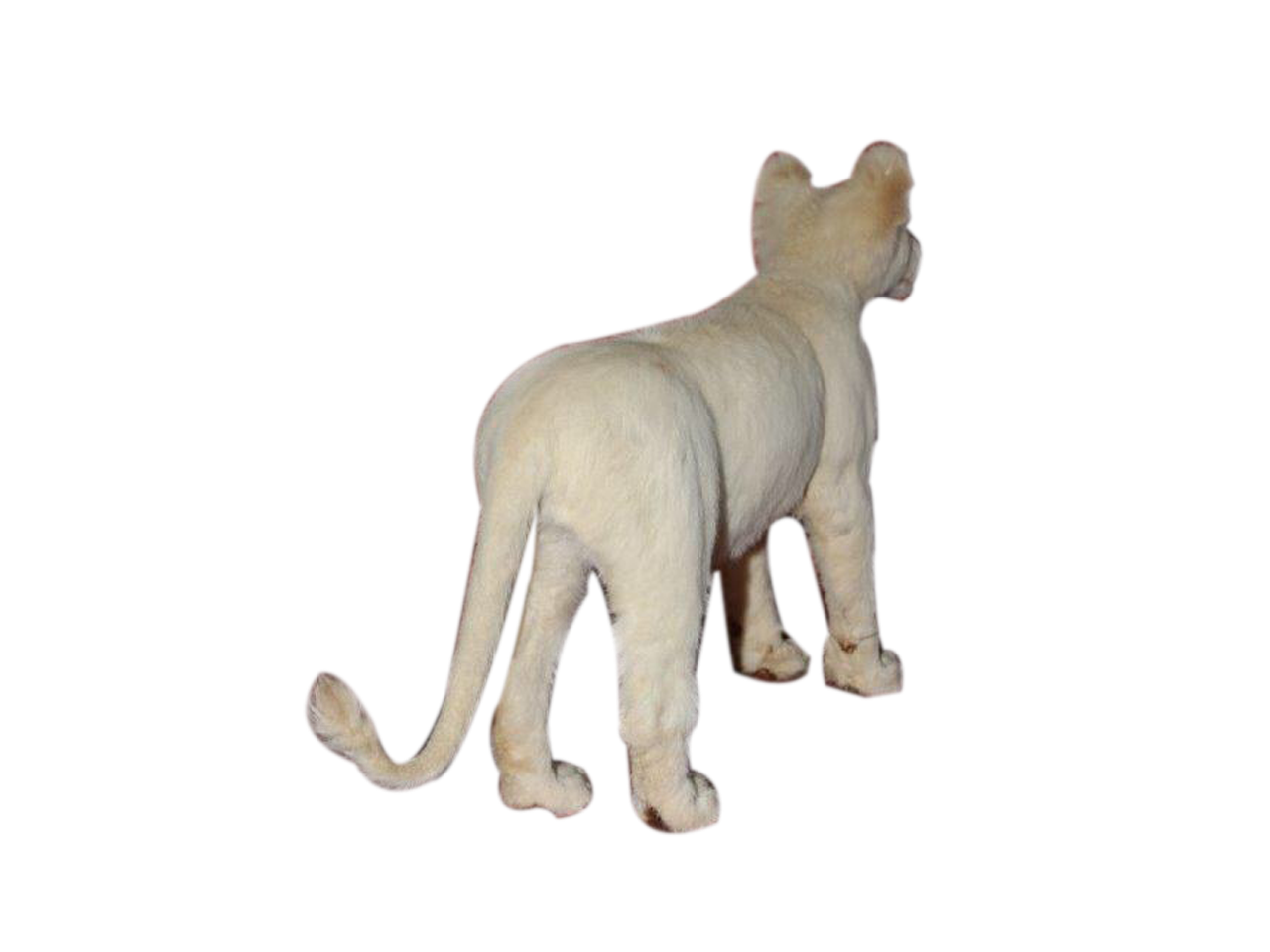 White Baby Lion Full Mount - BL4 - Image 2