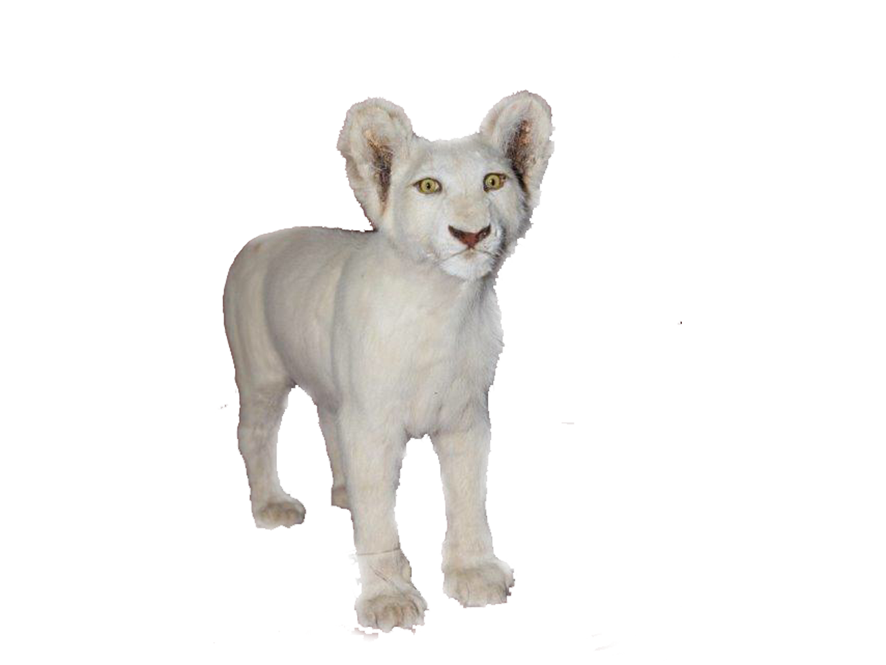 White Baby Lion Full Mount - BL4 - Image 3