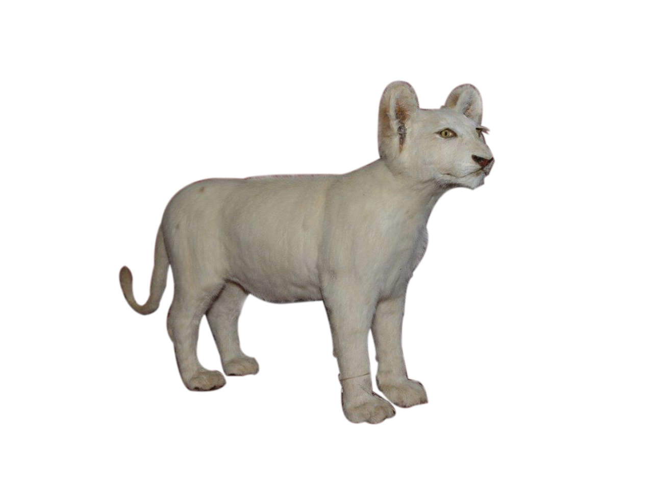 White Baby Lion Full Mount - BL4