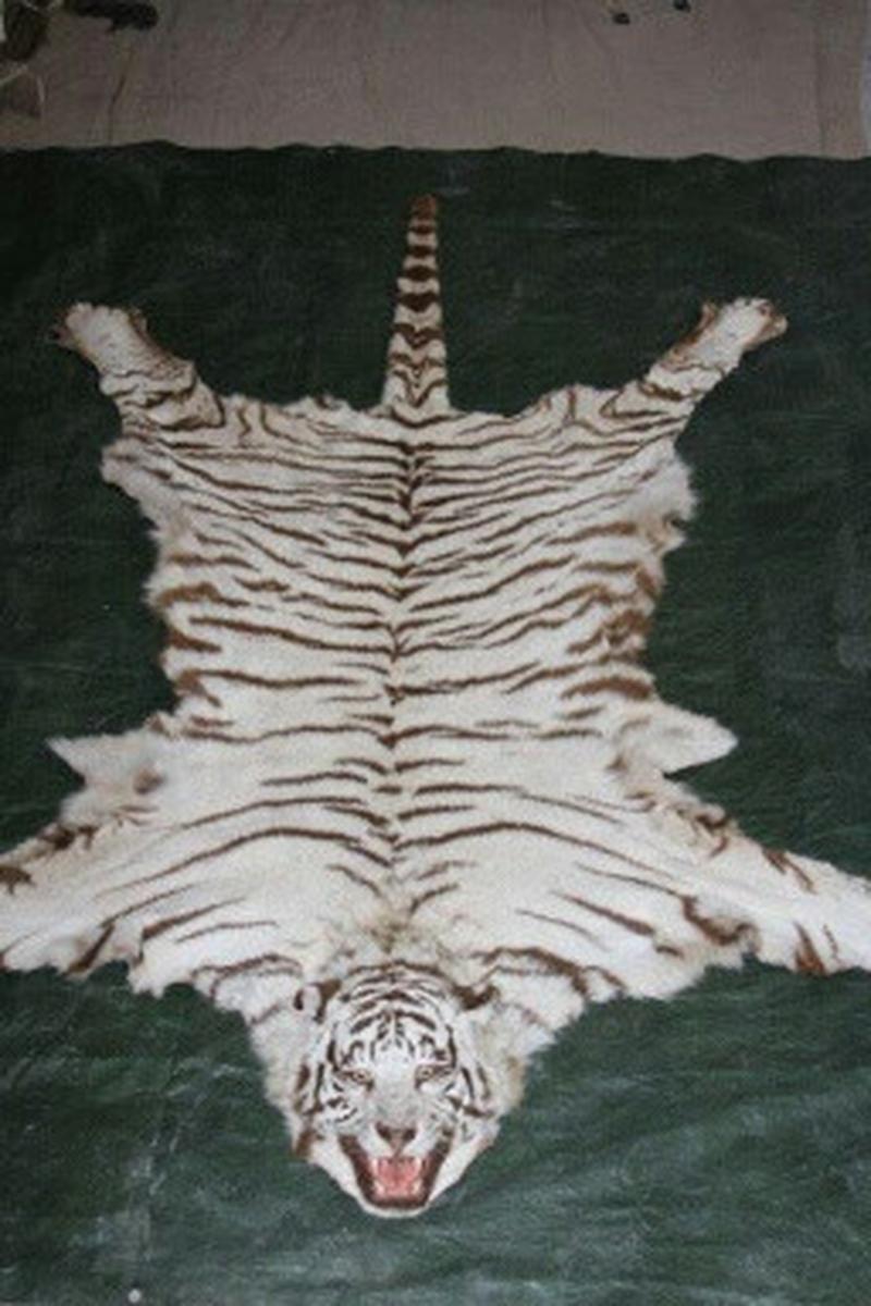 White Bengal Tiger Rug Mount - BTMR2 - Image 2