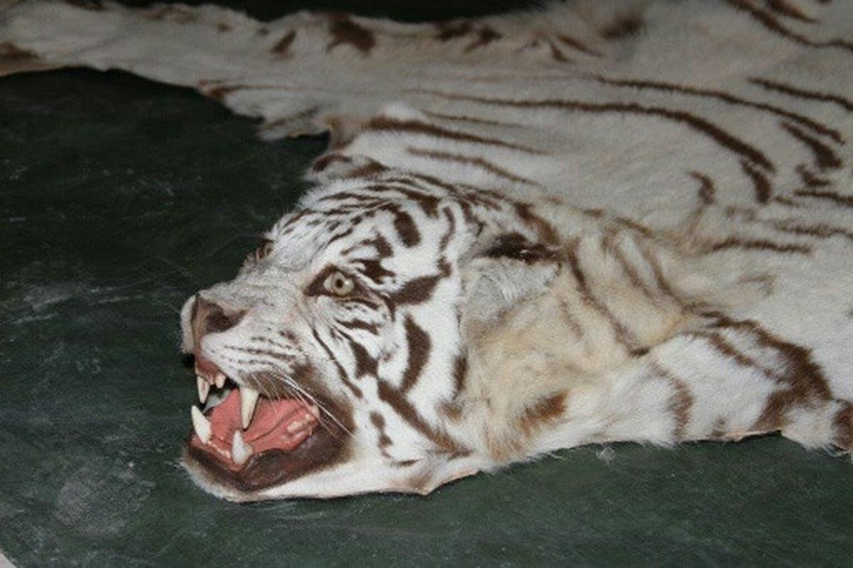 White Bengal Tiger Rug Mount - BTMR2 - Image 3