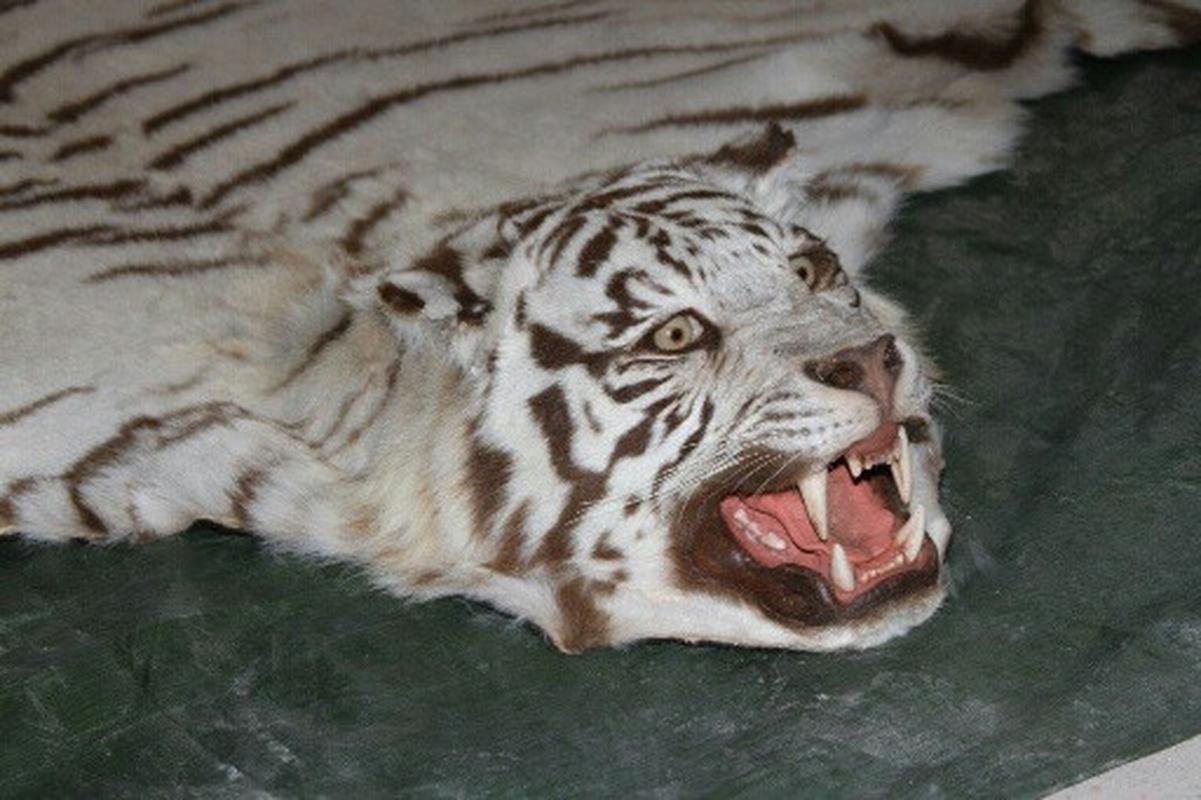 White Bengal Tiger Rug Mount - BTMR2 - Image 4
